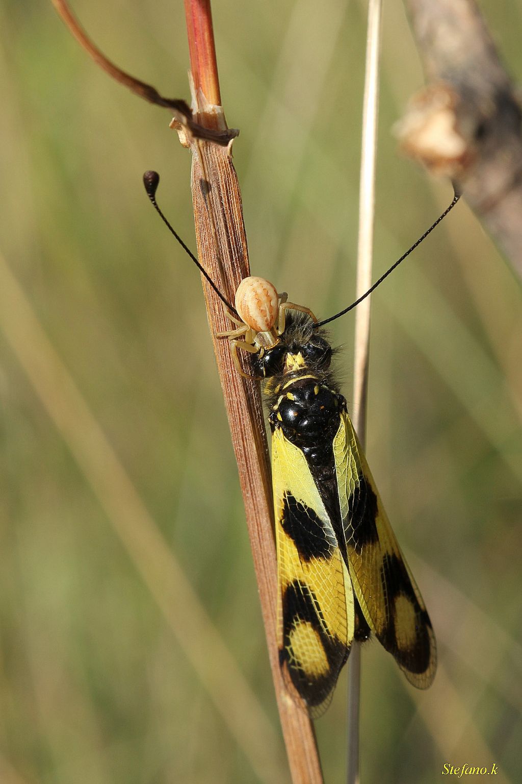 Runcinia grammica con preda (Libelloides) - Padriciano (TS)